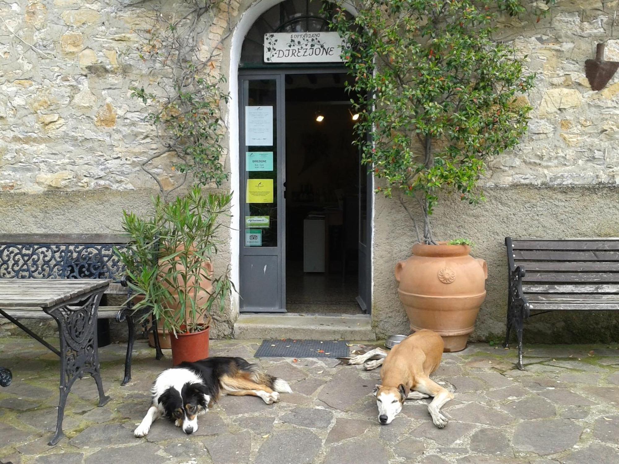 Agriturismo San Ottaviano Monterotondo (Tuscany) Exterior foto